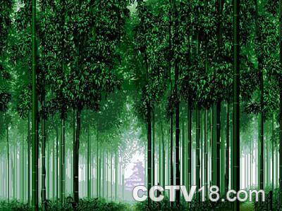 赤水竹海森林公园风景图