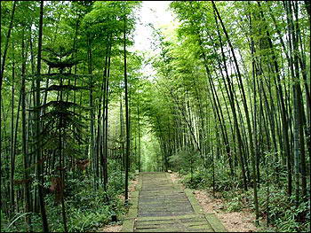 赤水竹海森林公园风景图