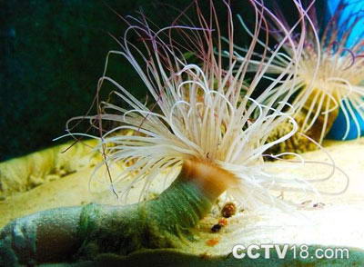 世界贝类珊瑚馆