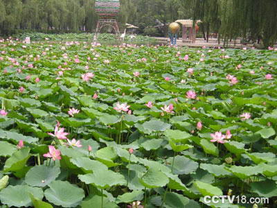 渭滨公园风景图