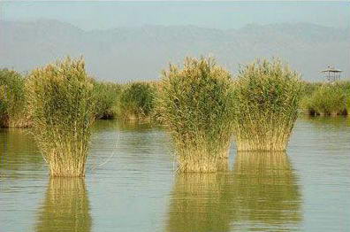 沙湖自然保护区