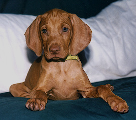 puppy.jpg